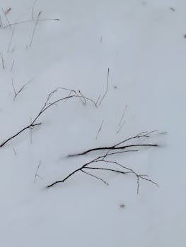 Minimalist winter scene of bare branches on a snow-covered ground in Karaganda.