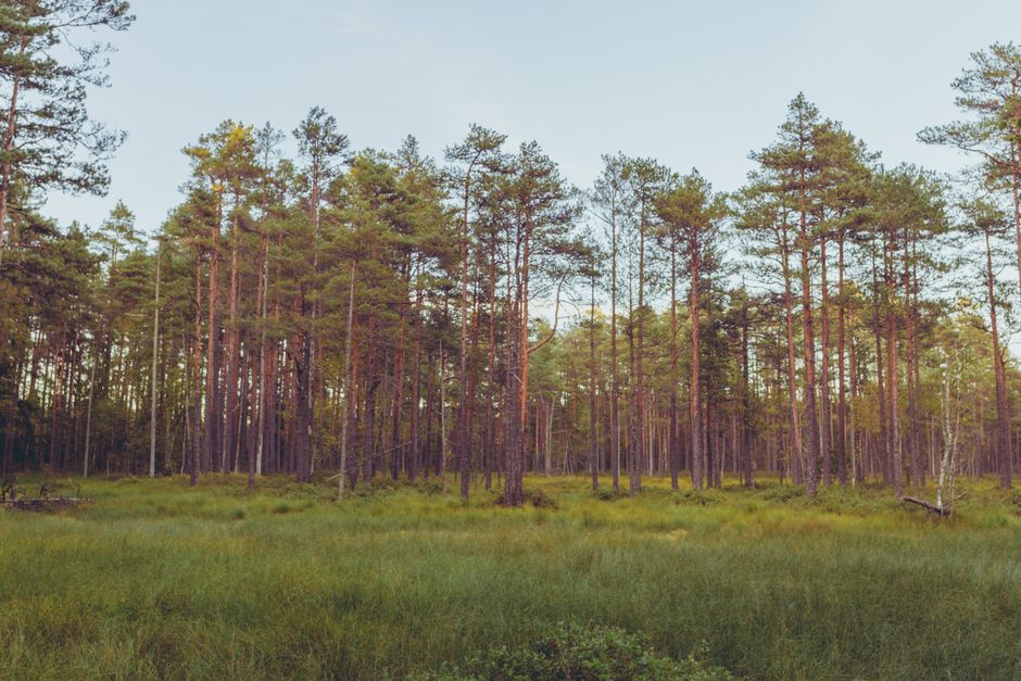 Lux Express bus traveling through the scenic Estonian countryside