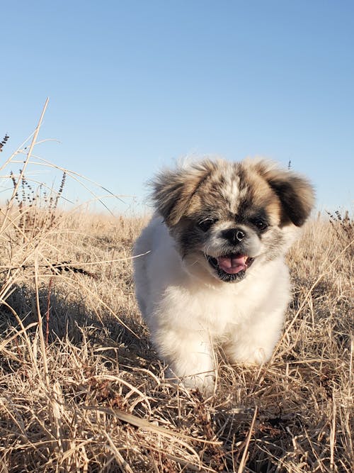 Adorable Puppy Running on a Grass Field 