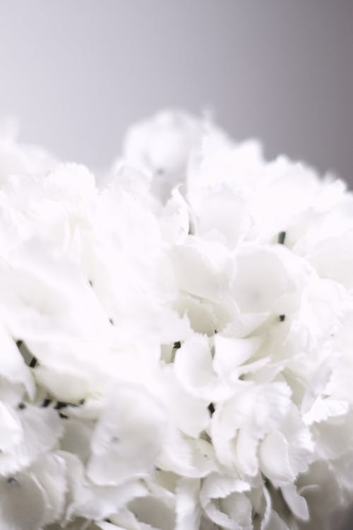 คลังภาพถ่ายฟรี ของ saveurskünstlich, การถ่ายภาพอะนาล็อก, ดอกไม้สีขาว