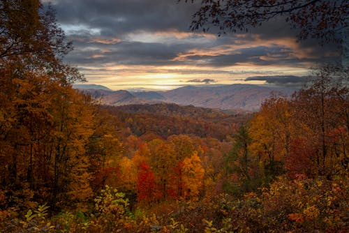 An Autumn Trees on Mountain