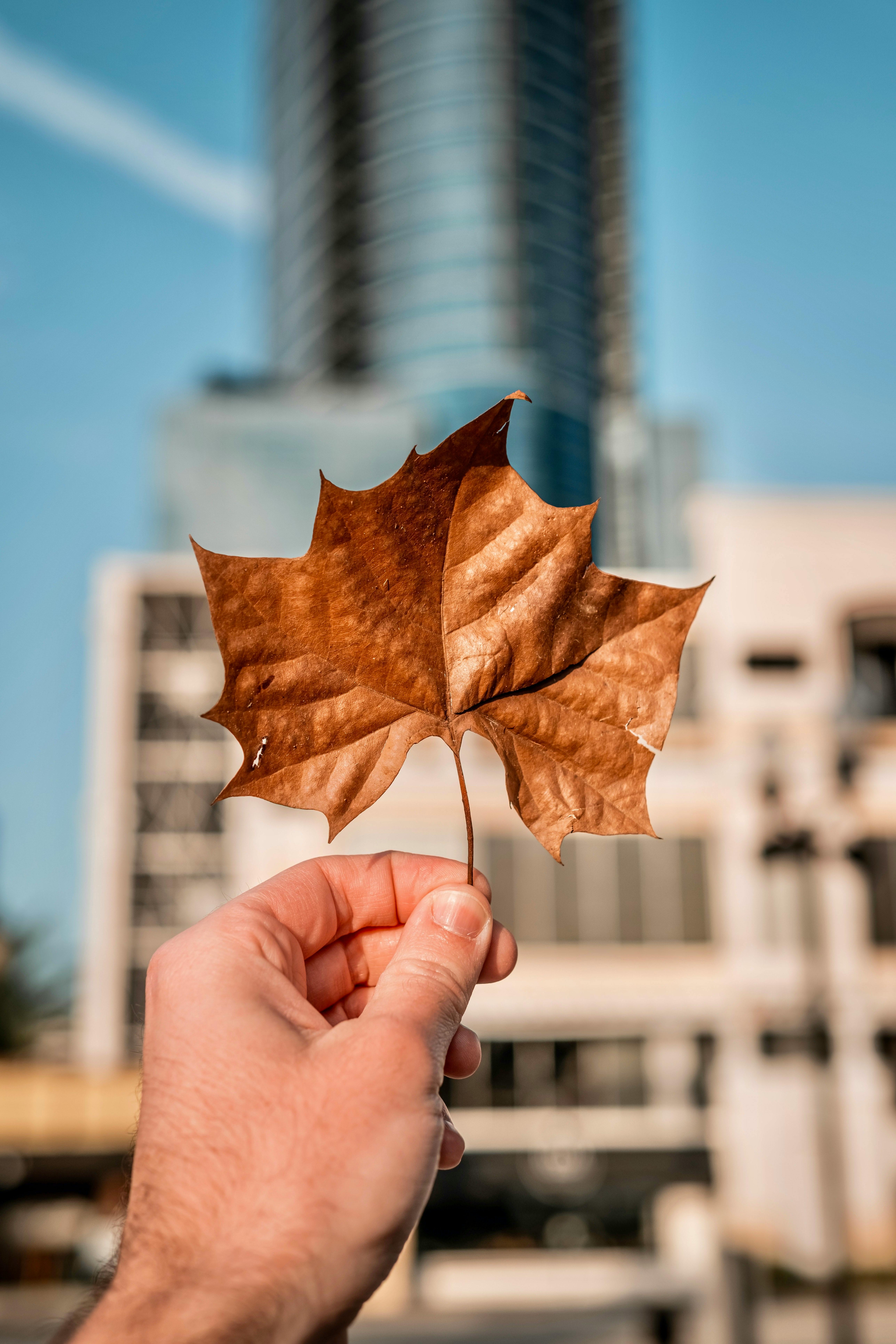 a person holding a leaf in front of a tall building