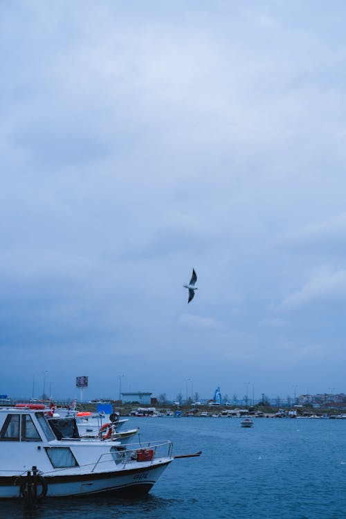 Seagull Flying above Harbor with Yachts on Sunset