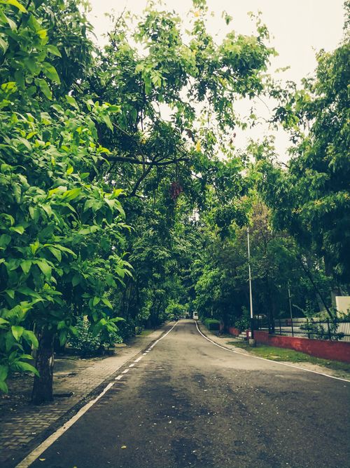 Free stock photo of forest, green, lush green Stock Photo
