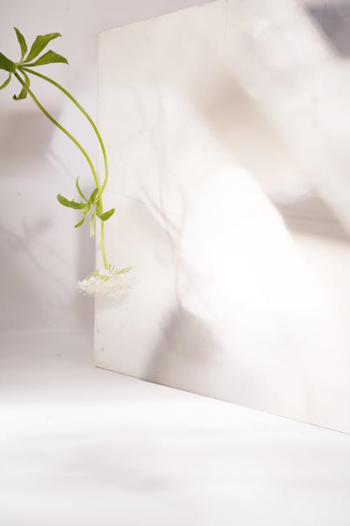 가벼운, 꽃, 단순함의 무료 스톡 사진