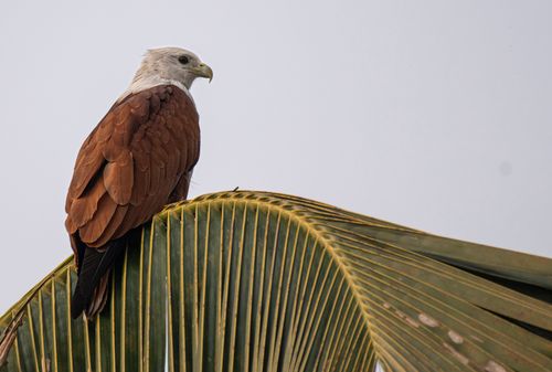 Free A Brahminy Kite resting on a palm leaf, showcasing its striking plumage against a clear sky. Stock Photo