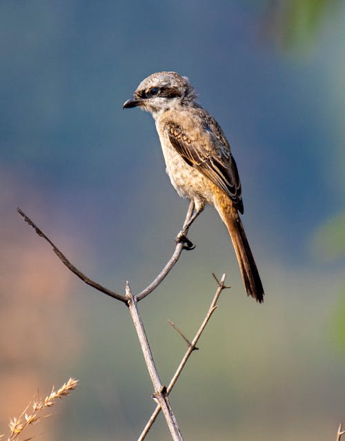 Close Up Photo of Brown Shrike Perched on Tree Branch