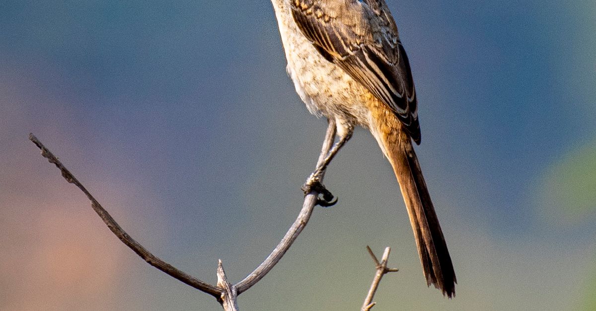 Close Up Photo of Brown Shrike Perched on Tree Branch · Free Stock Photo