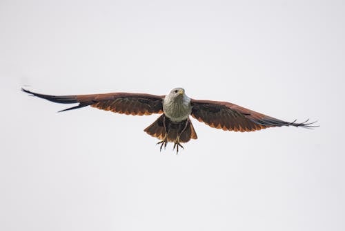 Bird Flying High in the Sky