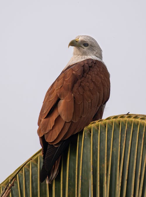 Fotos de stock gratuitas de águila, águila marina de lomo rojo, alas