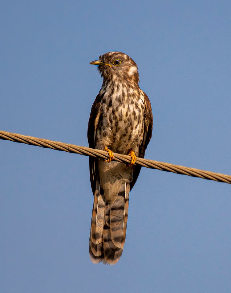 Brown Bird Perched On A Wire