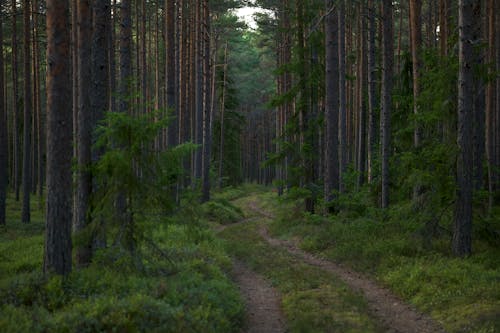 Photos gratuites de arbres, chemin de terre, forêt