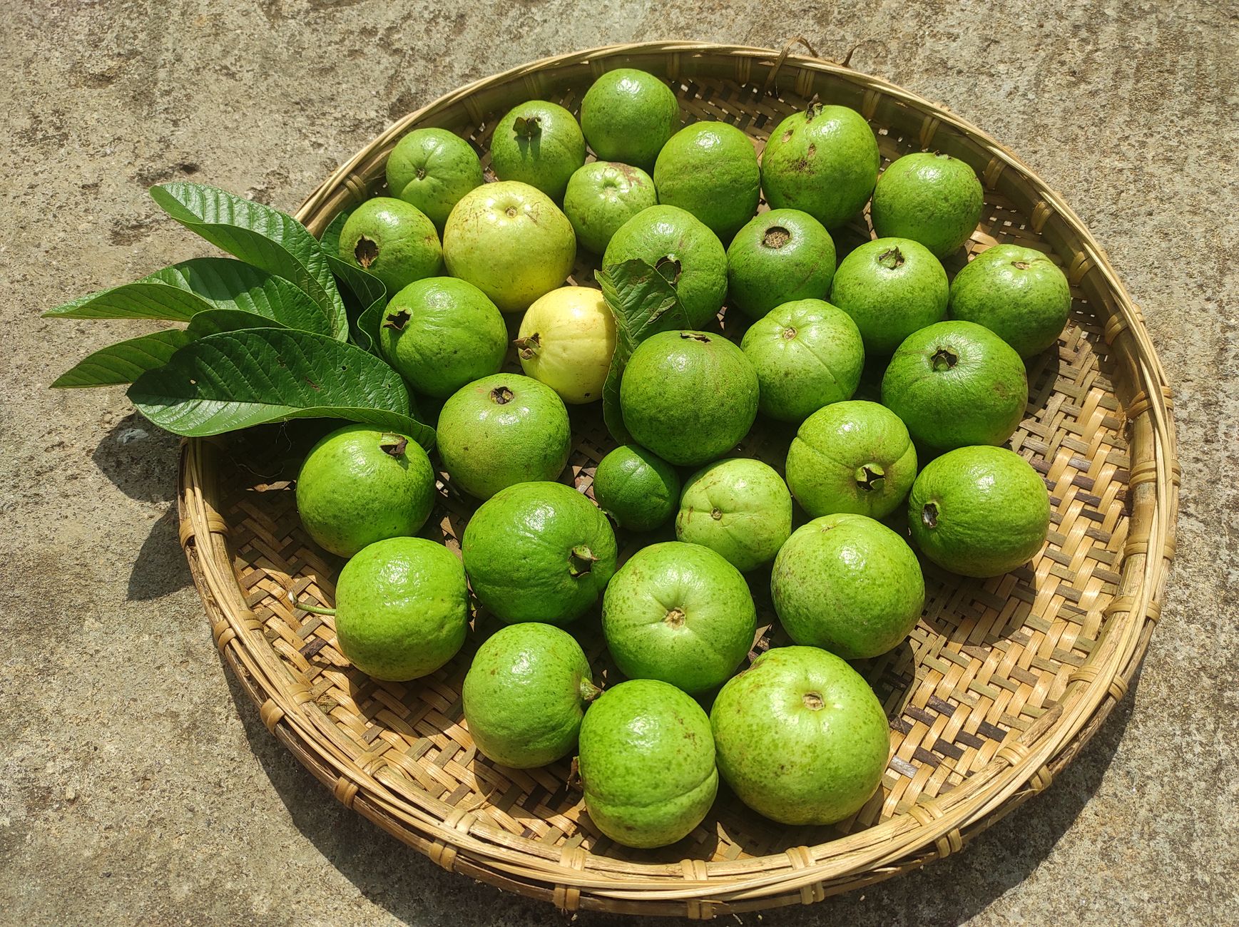 A collection of fresh green guavas displayed in a traditional bamboo basket under natural sunlight.