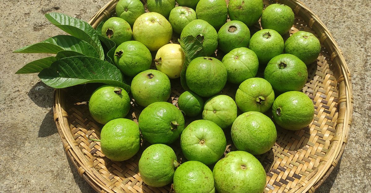 Local Guava Close-Up Shot of Fresh Guavas · Free Stock Photo