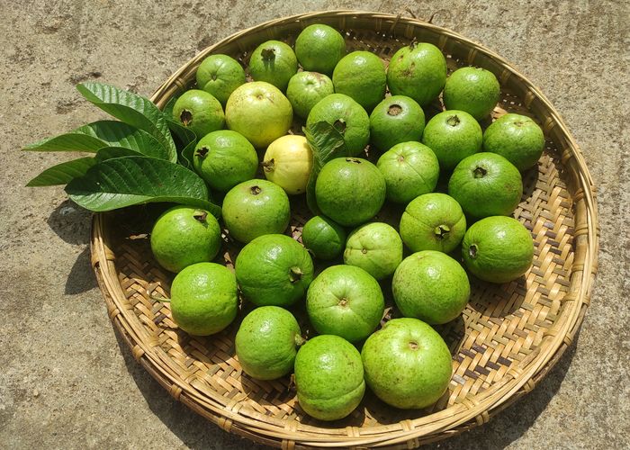 Guava Bayabas Fruit - Urban Goes Green Plant Guide