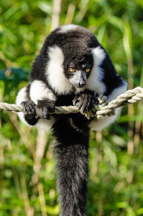 Black and White Animal on the Rope