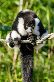 Close-up of a black and white ruffed lemur on a rope with green foliage background.
