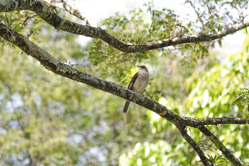 Oiseau Sur Une Branche D'arbre