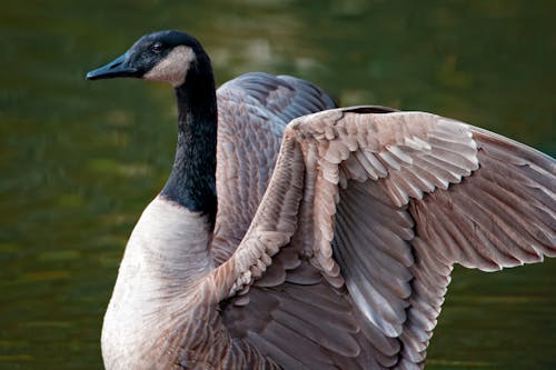 Close-Up Shot of a Goose 