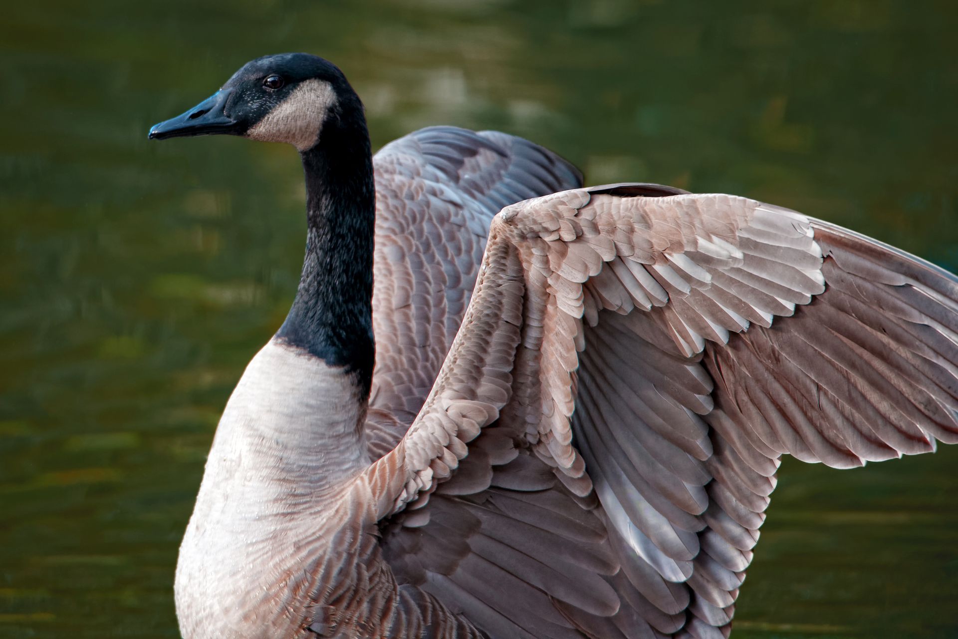 Close-up of a wild Canada goose (Branta canadensis) with wings spread wide near a body of water.