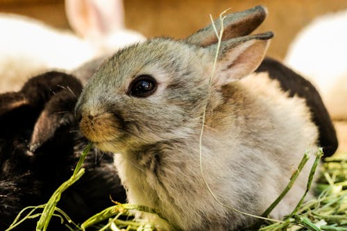 Gratis arkivbilde med gress, huslig, kaniner