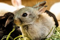 一只可爱的小兔子坐在新鲜的草地上，特写展示了它的胡须和皮毛