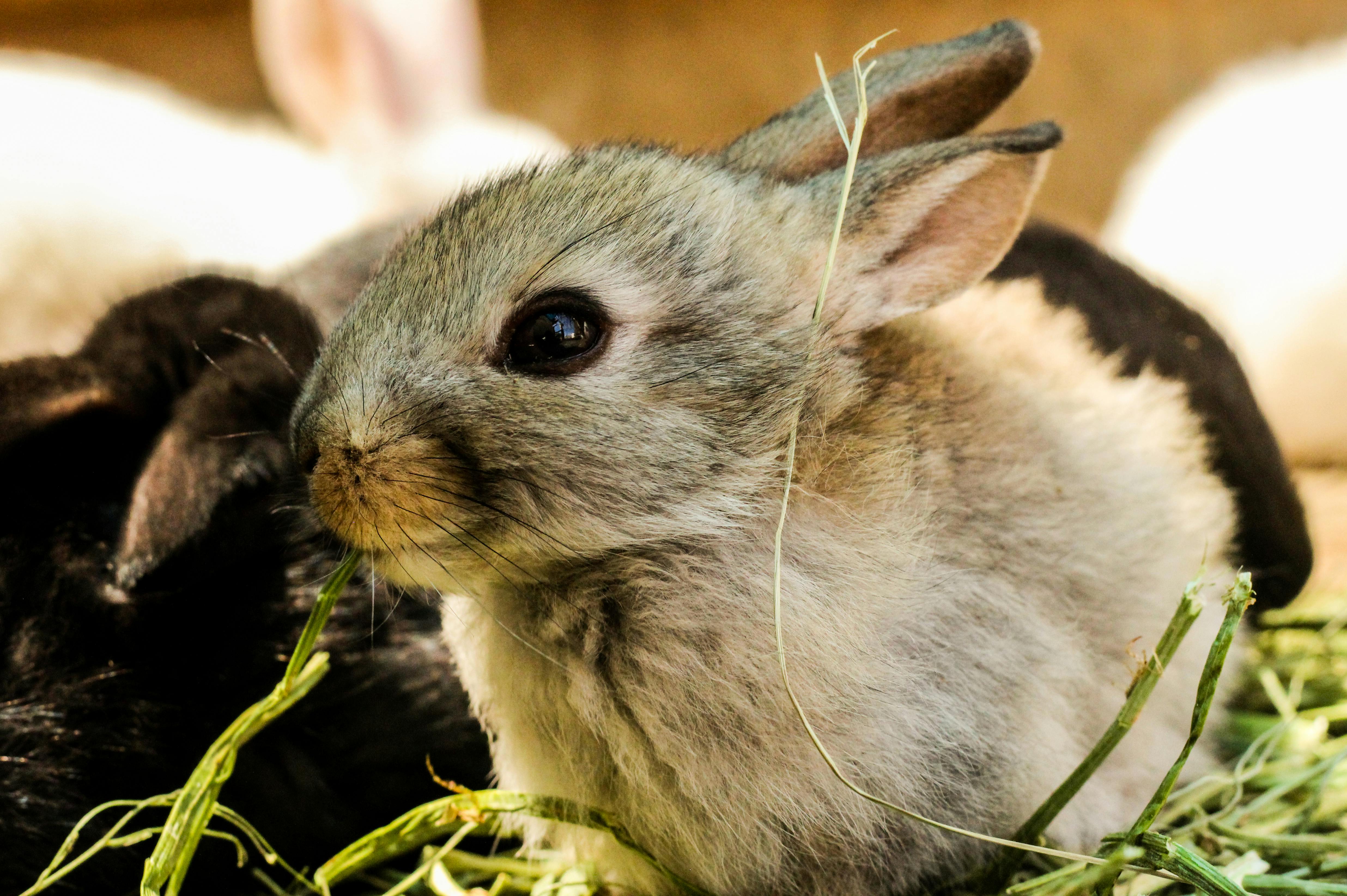 grey rabbit teddy