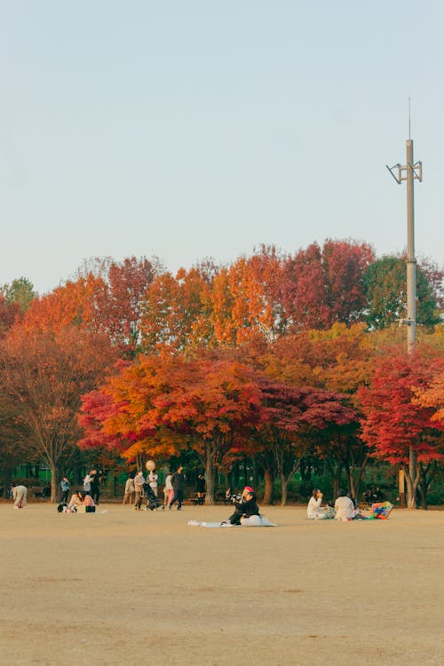 Immagine gratuita di alberi, autunno, cadere