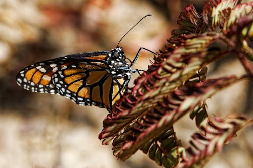 Gratis stockfoto met detailopname, insect, insectenfotografie