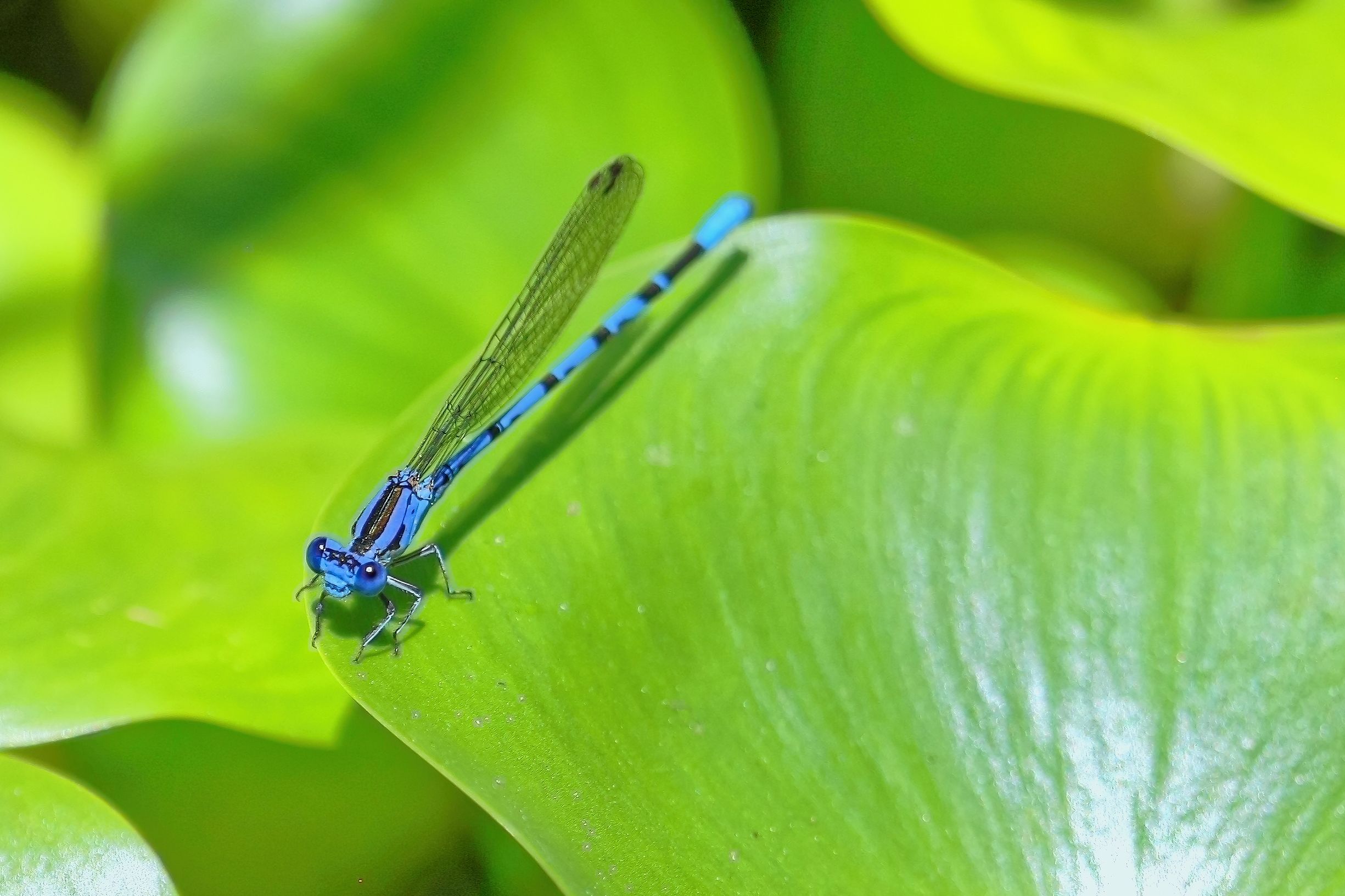 A Damselfly on a Leaf · Free Stock Photo