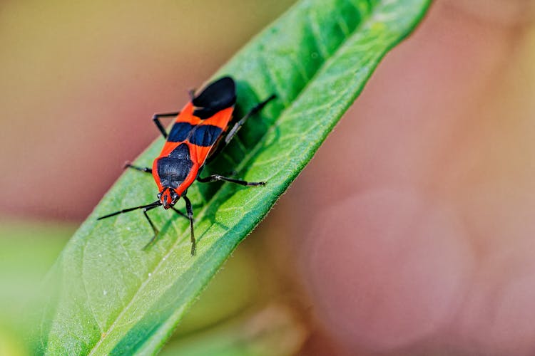 Large Milkweed Bug On Leaf 