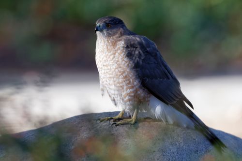 Free Detailed close-up of a Cooper's Hawk perched outdoors. Ideal for wildlife enthusiasts and avian studies. Stock Photo