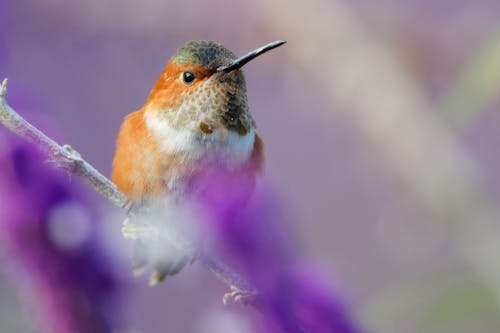 Close-Up of a Hummingbird 