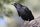 crow