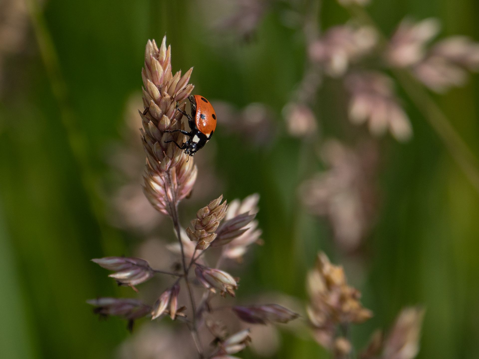 Macro shot of a ladybug perched on a grass plant with a blurred natural background.