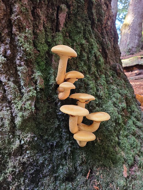 Gratis stockfoto met paddestoelen bos