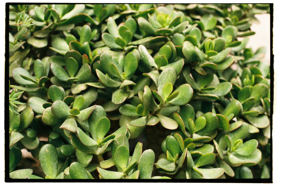 Detailed close-up image of vibrant green jade plant leaves, showcasing their texture and lush appearance.
