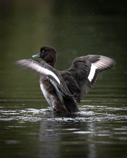 Immagine gratuita di acqua, ali, anatra