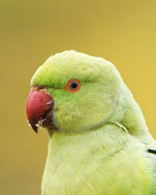 Close-up of a Green Parakeet 