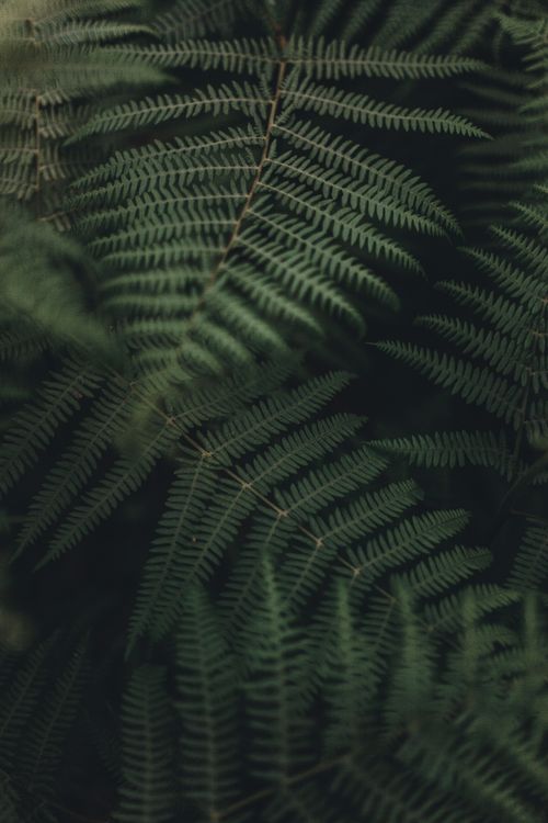 Free Capture of detailed green fern leaves, showcasing vibrant natural textures and patterns. Stock Photo