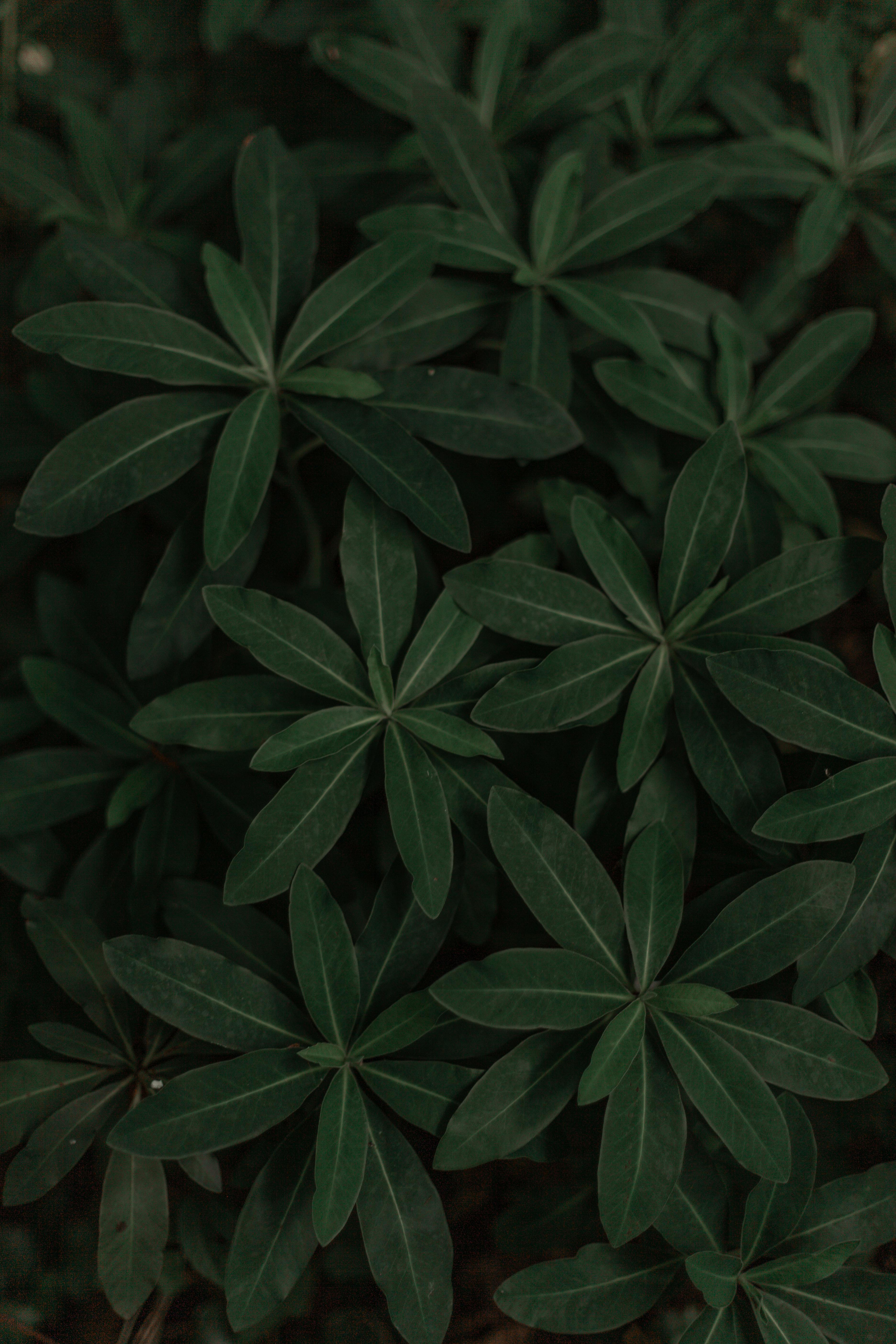A top-down view of lush, dark green foliage. Perfect for nature and botanical themes.
