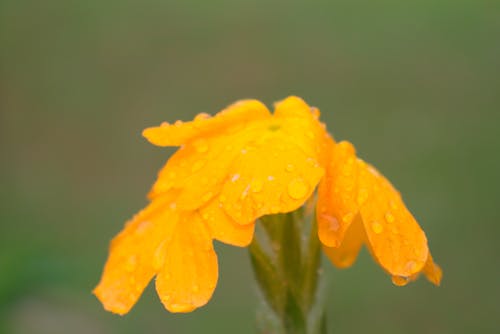 arka plan bulanıklık, güzel çiçek, yumuşak sarı içeren Ücretsiz stok fotoğraf