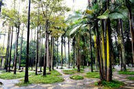 Green and Yellow Trees