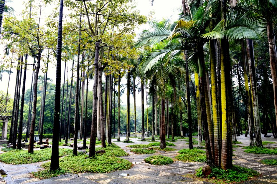 Serene tropical park landscape with tall palm trees and lush greenery. Captured on a sunny day.