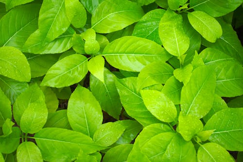 Green Leaves with Water Droplets