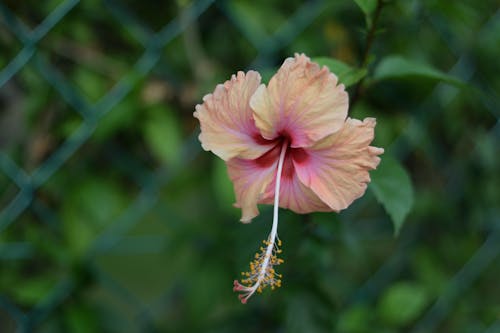 ハイビスカス, ピンクの花, ボケの無料の写真素材