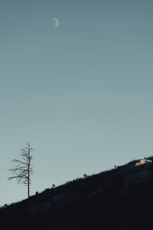 Silhouette of a Tree on a Hill at Dusk 