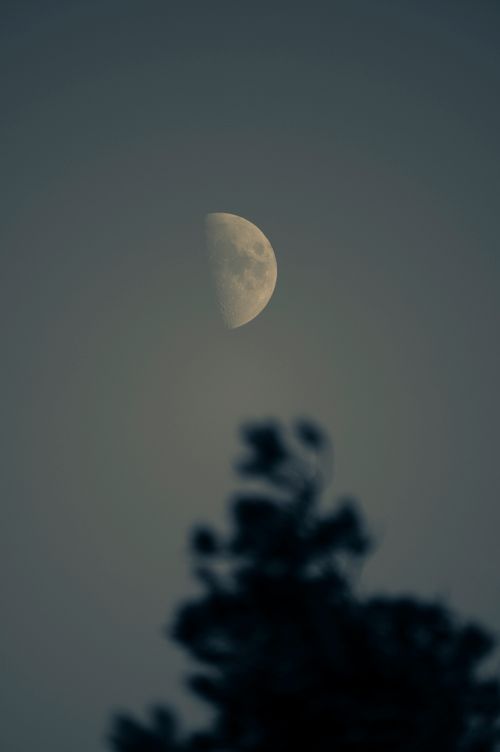 Free A clear view of the half moon rising above the silhouette of a tree at twilight. Stock Photo