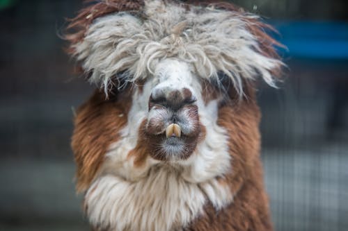 grátis Foto profissional grátis de alpaca, animal Foto profissional