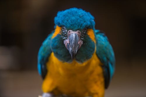 Orange and Blue Macaw Bird